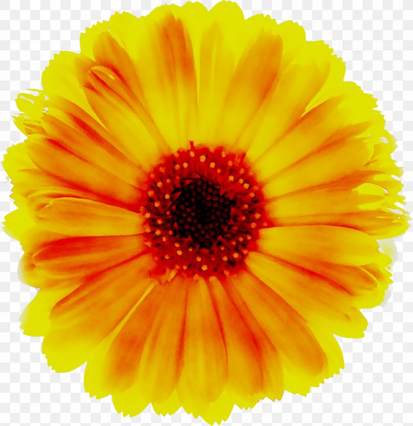 Stock Photography Transvaal Daisy Depositphotos Royalty-free Yellow, PNG, 1923x1984px, Stock Photography, Annual Plant, Artificial Flower, Asterales, Barberton Daisy Download Free