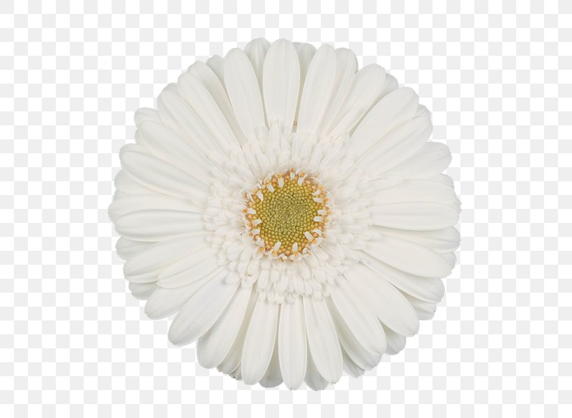 Transvaal Daisy White Cut Flowers Green, PNG, 600x600px, Transvaal Daisy, Assortment Strategies, Asterales, Color, Cut Flowers Download Free