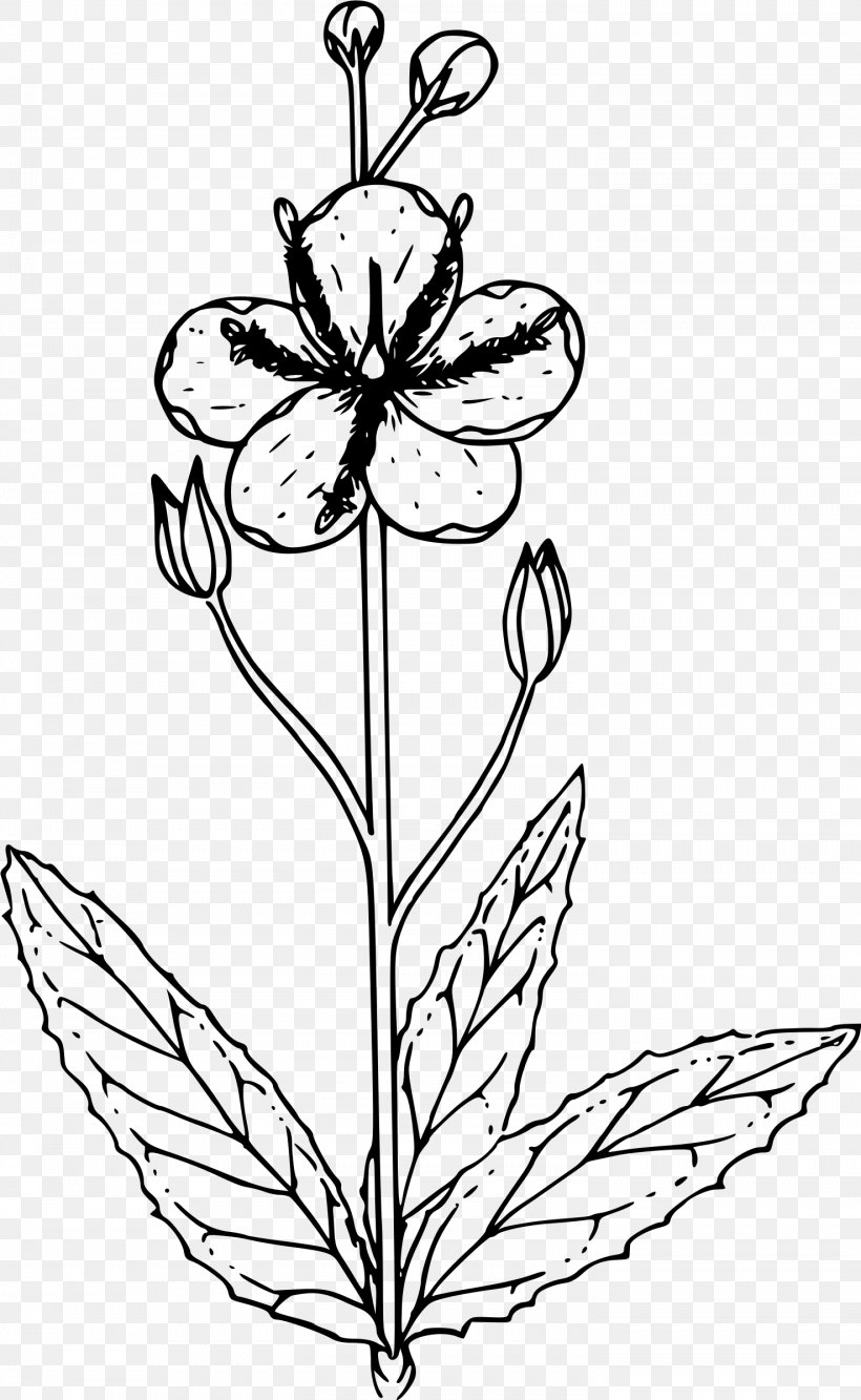 Verbascum Thapsus Verbascum Nigrum Clip Art, PNG, 1476x2400px, Verbascum Thapsus, Art, Artwork, Black And White, Coloring Book Download Free