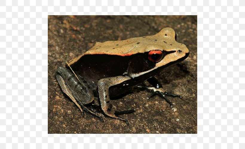 American Bullfrog True Frog Toad Terrestrial Animal, PNG, 500x500px, American Bullfrog, Amphibian, Animal, Bullfrog, Fauna Download Free