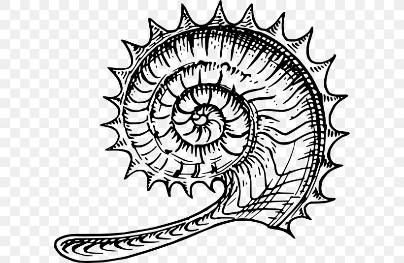Ammonites Line Art Fossil Clip Art, PNG, 600x535px, Ammonites, Area, Artwork, Black And White, Drawing Download Free