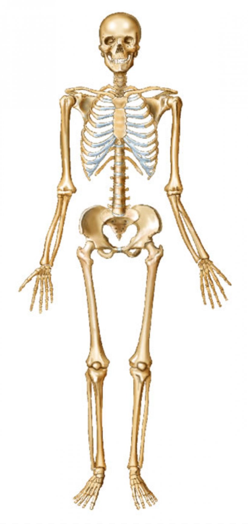 Human Skeleton Bone Human Body Joint, PNG, 1165x2457px, Watercolor, Cartoon, Flower, Frame, Heart Download Free