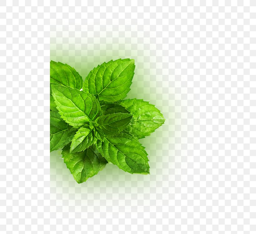 Peppermint Mentha Spicata Leaf Green Herb, PNG, 500x750px, Peppermint, Basil, Flavor, Food, Green Download Free