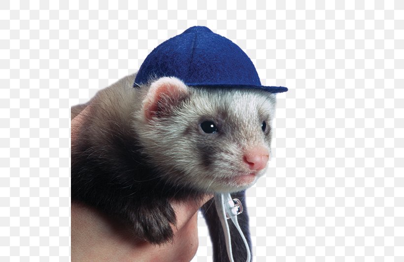 Ferret Weasels Hat Pet Cap, PNG, 532x532px, Ferret, Animal, Baseball Cap, Cap, Carnivoran Download Free