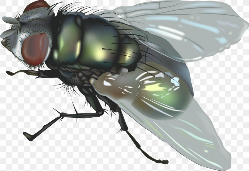 Fly Insect Clip Art, PNG, 2400x1647px, Fly, Arthropod, Clipping Path, Green Bottle Fly, Housefly Download Free