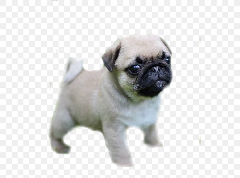 Pug Puppy Morkie Golden Retriever Pet, PNG, 645x609px, Pug, Animal, Carnivoran, Companion Dog, Cuteness Download Free