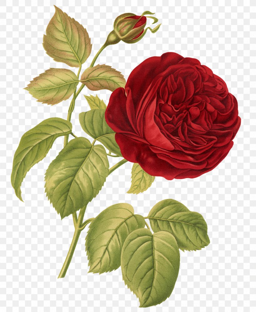 Rose Botany Botanical Illustration Flower Illustration, PNG, 1164x1416px, Rose, Botanical Illustration, Botany, Color, Cut Flowers Download Free