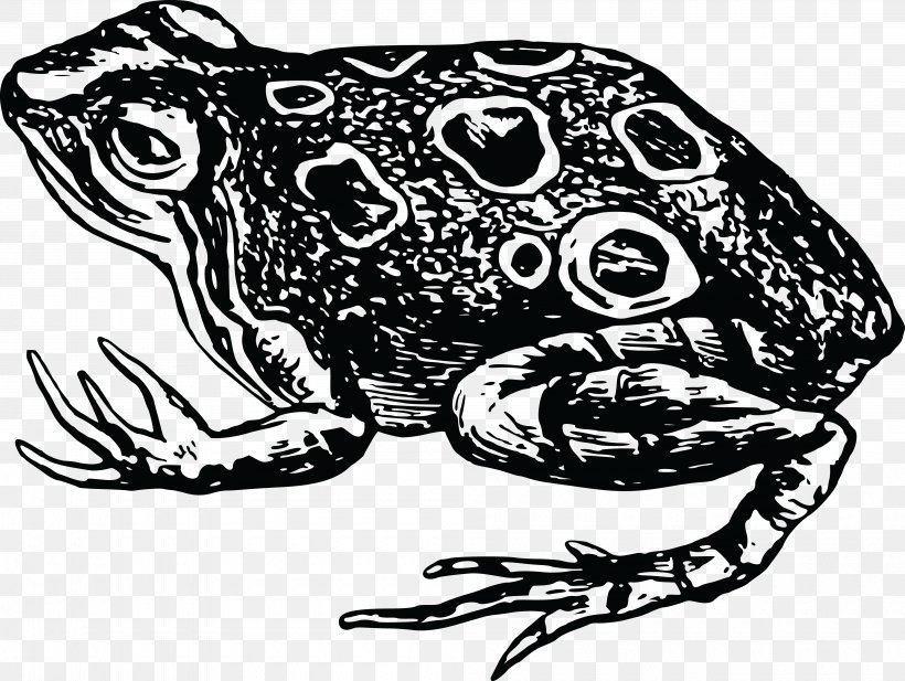 Toad Black And White Clip Art, PNG, 4000x3014px, Toad, Amphibian, Art, Black And White, Carnivoran Download Free