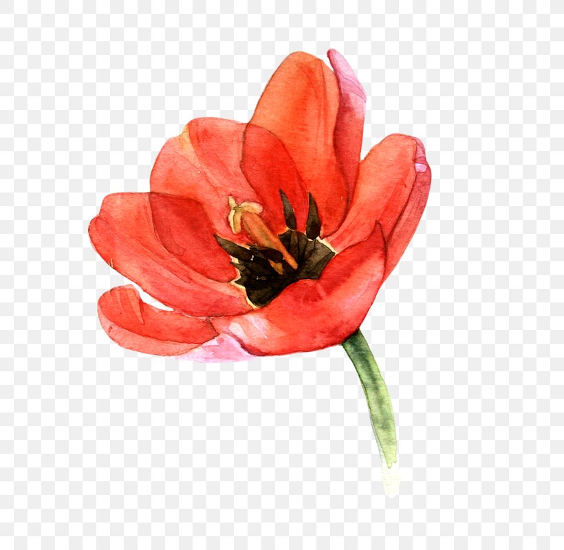 Tulip Watercolor Painting Watercolour Flowers Art, PNG, 607x800px, Tulip, Art, Canvas, Cut Flowers, Deviantart Download Free