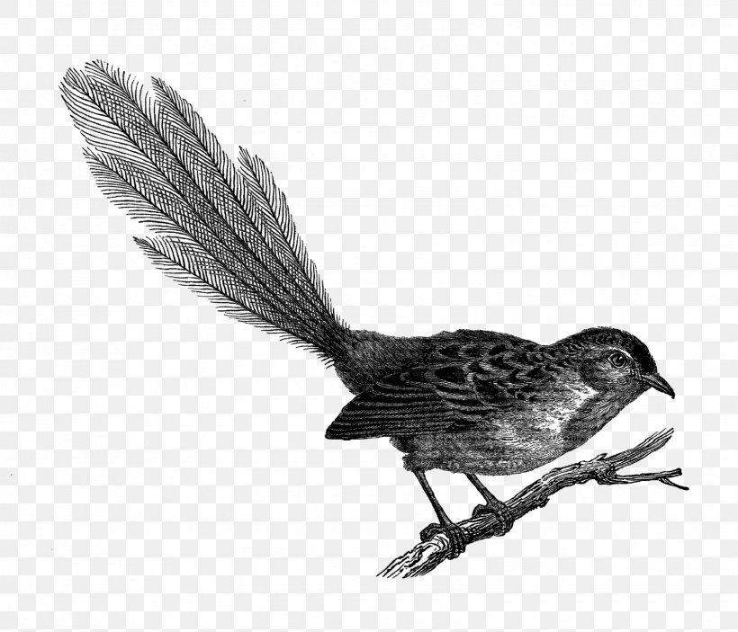Beak Finches Fauna Feather Cuckoos, PNG, 1600x1373px, Beak, Bird, Cuckoo, Cuckoos, Fauna Download Free