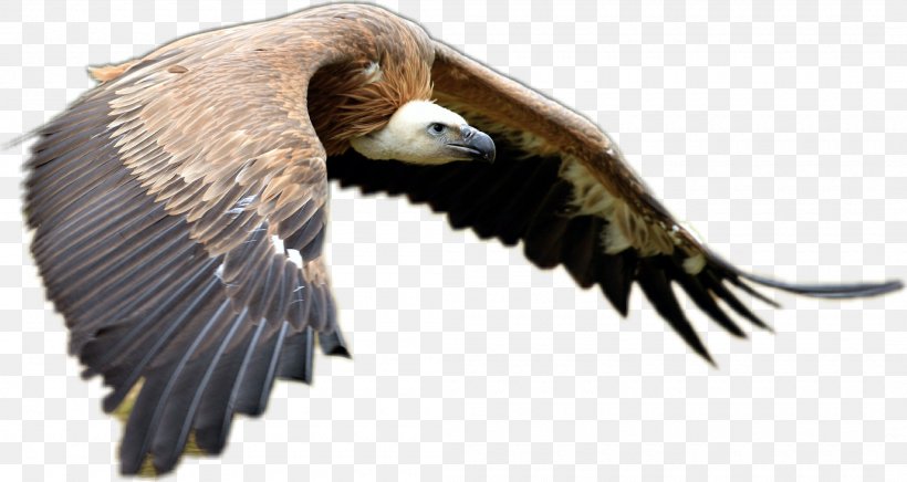 Bird Of Prey Owl Goose Feather, PNG, 2100x1118px, Bird, Accipitriformes, Bald Eagle, Beak, Bird Flight Download Free