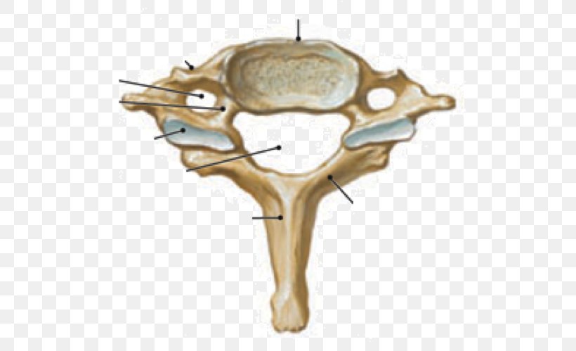 Cervical Vertebrae Vertebral Column Atlas Human Body, PNG, 550x499px, Cervical Vertebrae, Anatomy, Atlas, Bone, Human Body Download Free