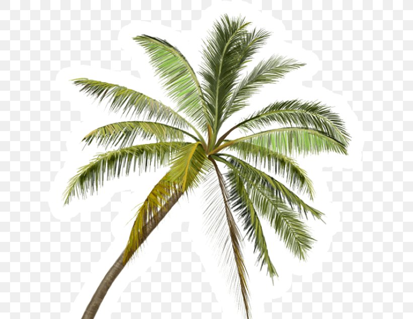 Coconut Tree Cartoon, PNG, 630x633px, Baja California Peninsula, Arecales, Attalea Speciosa, Coconut, Cycad Download Free