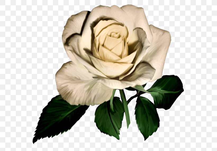 Garden Roses Flower Clip Art, PNG, 600x572px, Garden Roses, Blue Rose, China Rose, Cut Flowers, Floral Design Download Free