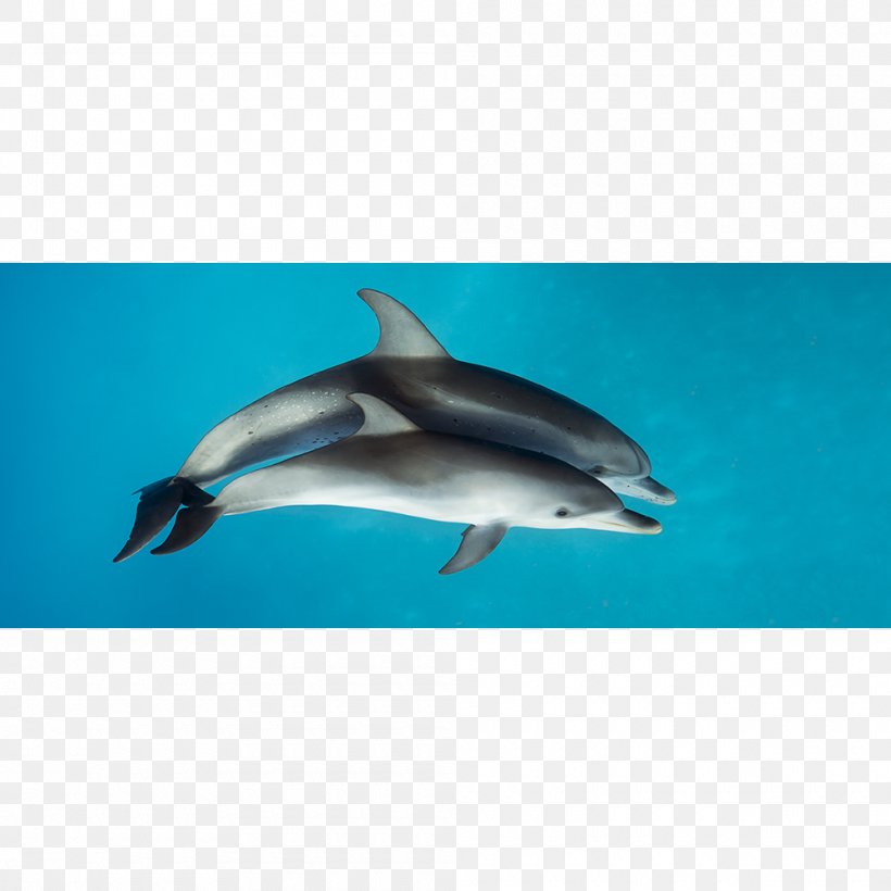 Spinner Dolphin Striped Dolphin Short-beaked Common Dolphin Common Bottlenose Dolphin Rough-toothed Dolphin, PNG, 1000x1000px, Spinner Dolphin, Beak, Beaked Whale, Biology, Bottlenose Dolphin Download Free