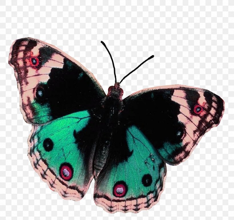 Desktop Wallpaper Butterflies And Moths Digital Image Clip Art, PNG, 1261x1188px, Watercolor, Cartoon, Flower, Frame, Heart Download Free