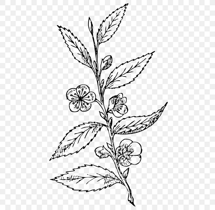 Drawing Clip Art, PNG, 516x800px, Drawing, Black And White, Branch, Flora, Flower Download Free