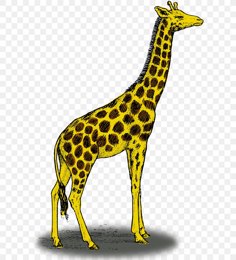 Giraffe Color Drawing Clip Art, PNG, 600x900px, Giraffe, Animal Figure, Cdr, Color, Colored Pencil Download Free
