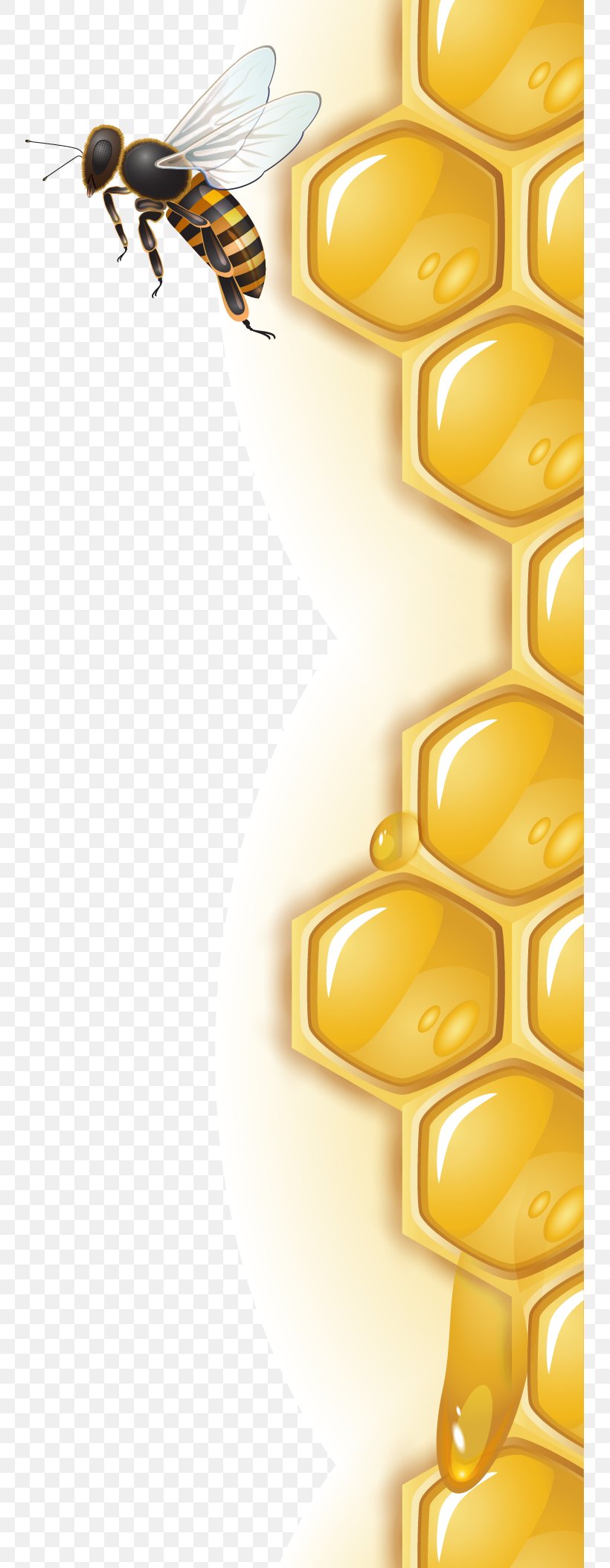 Honey Bee Honeycomb, PNG, 751x2108px, Bee, Beehive, Bumblebee, Cdr, Graphic Arts Download Free