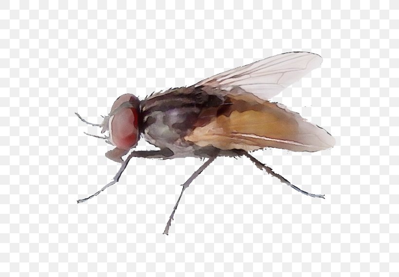 Insect Stable Fly House Fly Drosophila Melanogaster Pest, PNG, 777x570px, Watercolor, Blowflies, Drosophila Melanogaster, Fly, House Fly Download Free