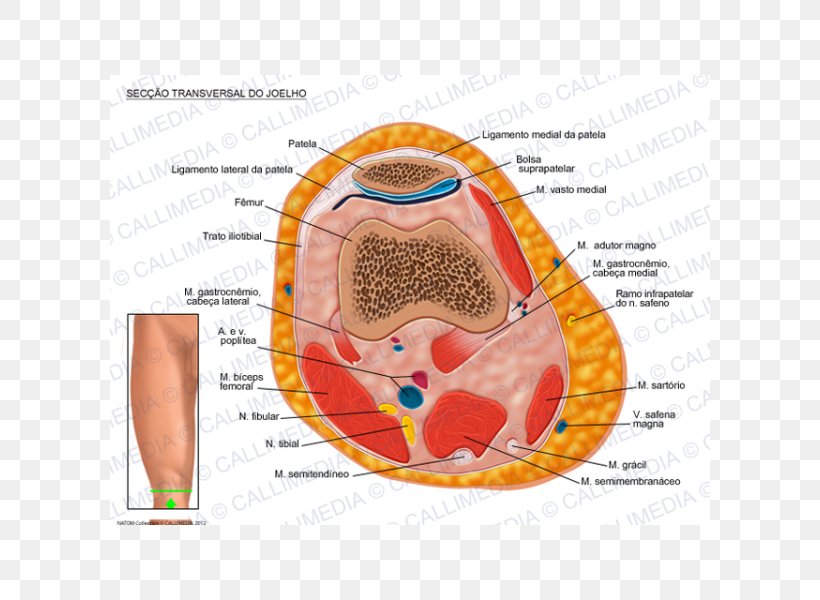 Knee Transverse Plane Human Anatomy Gastrocnemius Muscle, PNG, 600x600px, Watercolor, Cartoon, Flower, Frame, Heart Download Free