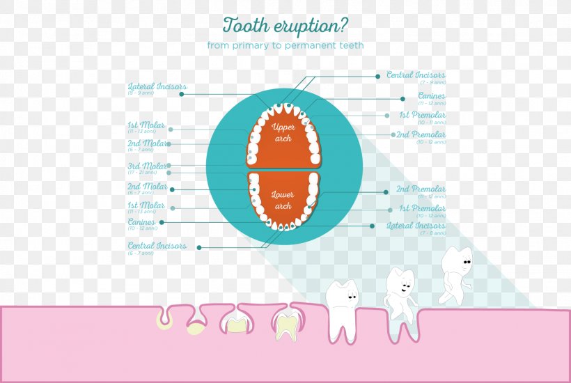 Pediatric Dentistry Permanent Teeth Deciduous Teeth Endodontic Therapy, PNG, 1578x1059px, Pediatric Dentistry, Brand, Child, Deciduous Teeth, Dentistry Download Free