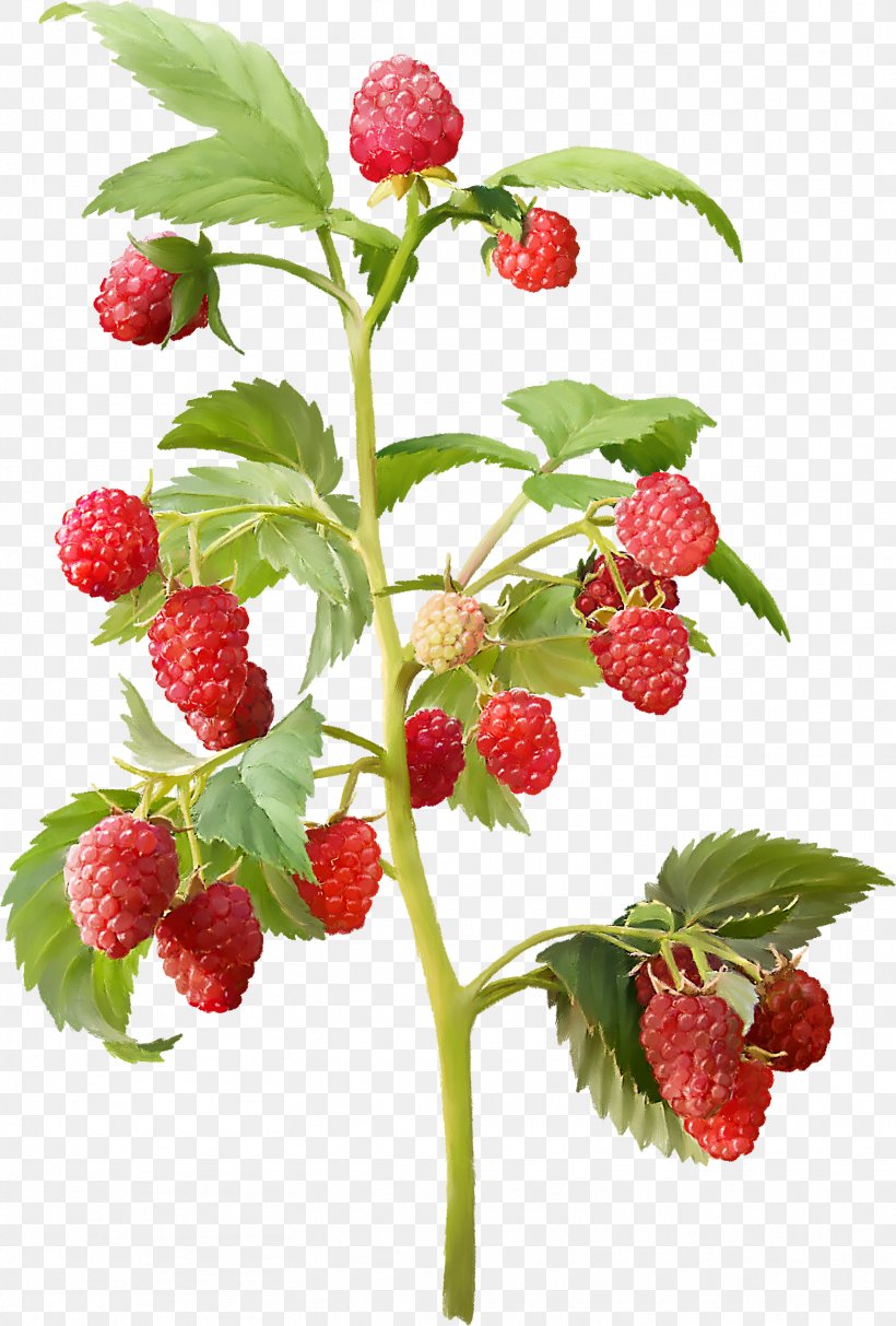 Red Raspberry Everbearing Raspberry Shrub Cultivar Nursery, PNG, 1561x2310px, Red Raspberry, Berry, Blackcurrant, Cultivar, Everbearing Raspberry Download Free
