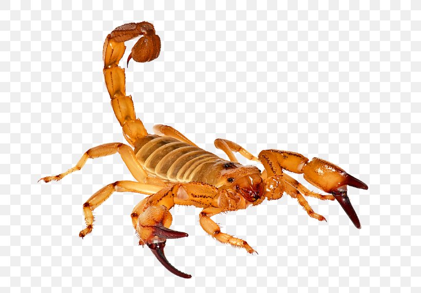 Scorpion Wise / Chem Safe Pest Control Laboratory, PNG, 801x572px, Scorpion, Animal, Arachnid, Arthropod, Education Download Free