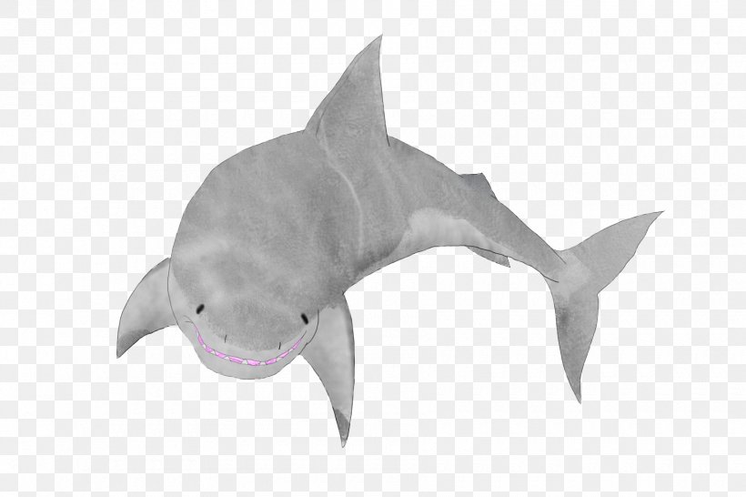 Shark Fauna Marine Biology Dolphin, PNG, 1800x1200px, Shark, Biology, Cartilaginous Fish, Dolphin, Fauna Download Free