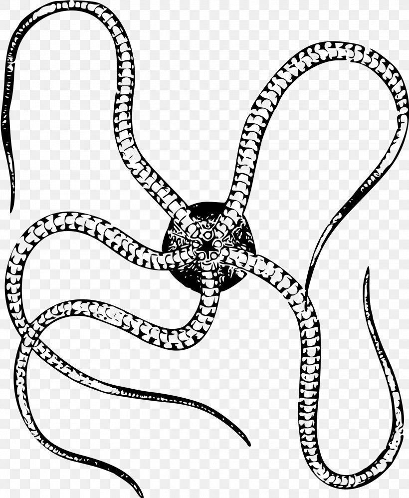 Starfish Brittle Star Invertebrate Clip Art, PNG, 1971x2400px, Starfish, Animal, Area, Artwork, Black And White Download Free