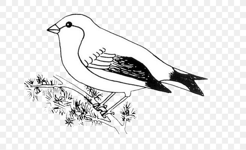 Bird Drawing Bald Eagle Work Of Art, PNG, 692x501px, Bird, Art, Bald Eagle, Beak, Bird Of Prey Download Free
