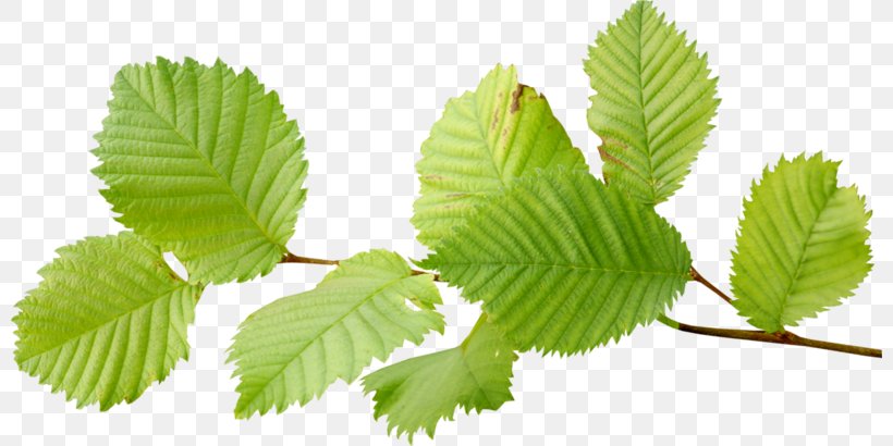 Look At Leaves Leaf Clip Art, PNG, 800x410px, Look At Leaves, Autumn Leaf Color, Branch, Elm Family, Image Resolution Download Free