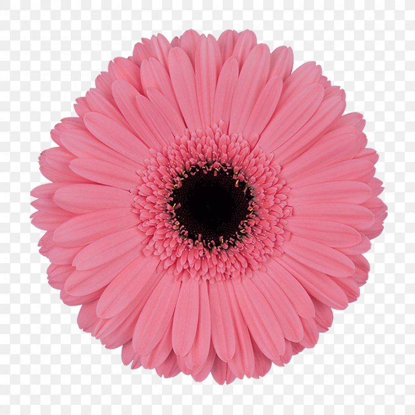 Transvaal Daisy Pink Flowers Intenzz Cut Flowers, PNG, 1280x1280px, Transvaal Daisy, Carnation, Chrysanthemum, Cut Flowers, Daisy Family Download Free