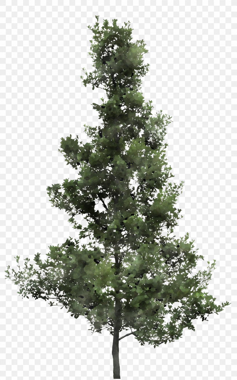 Tree Balsam Fir Shortleaf Black Spruce White Pine Yellow Fir, PNG, 2108x3374px, Tree, Balsam Fir, Colorado Spruce, Lodgepole Pine, Oregon Pine Download Free