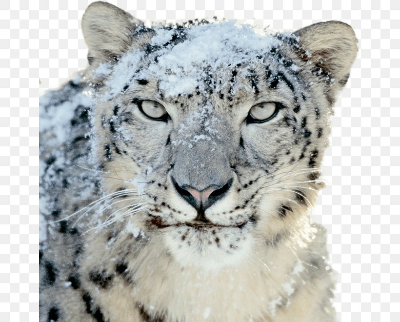 Mac Os X Snow Leopard Mac Os X Leopard Png 660x660px Leopard Apple Big Cat Big [ 660 x 820 Pixel ]