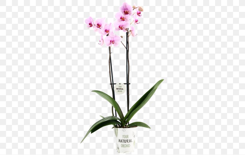 Moth Orchids Cattleya Orchids Dendrobium Cut Flowers Flowerpot, PNG, 581x521px, Moth Orchids, Cattleya, Cattleya Orchids, Cut Flowers, Dendrobium Download Free