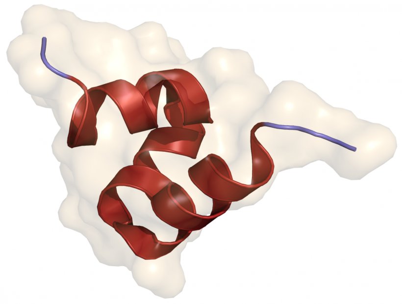 Osteocalcin Bone Carboxyglutamic Acid Gla Domain Matrix Gla Protein, PNG, 1426x1078px, Watercolor, Cartoon, Flower, Frame, Heart Download Free