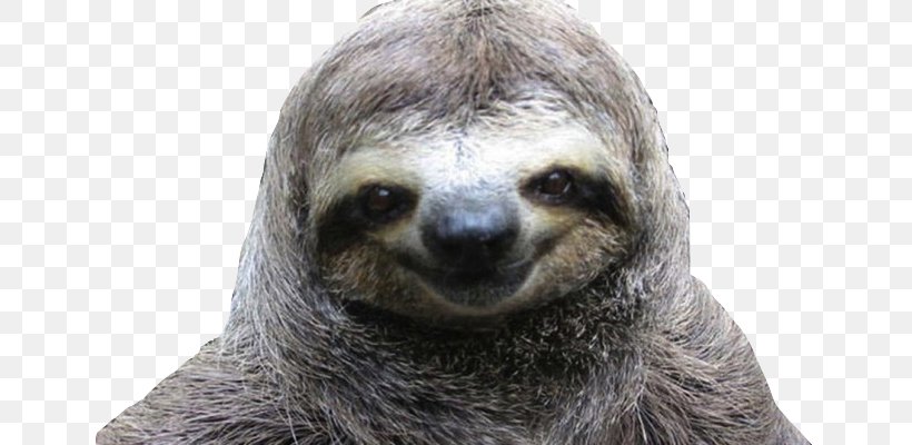 Three-toed Sloth A Little Book Of Sloth Hoffmann's Two-toed Sloth Animal, PNG, 647x400px, Sloth, Animal, Cuteness, Fauna, Fur Download Free