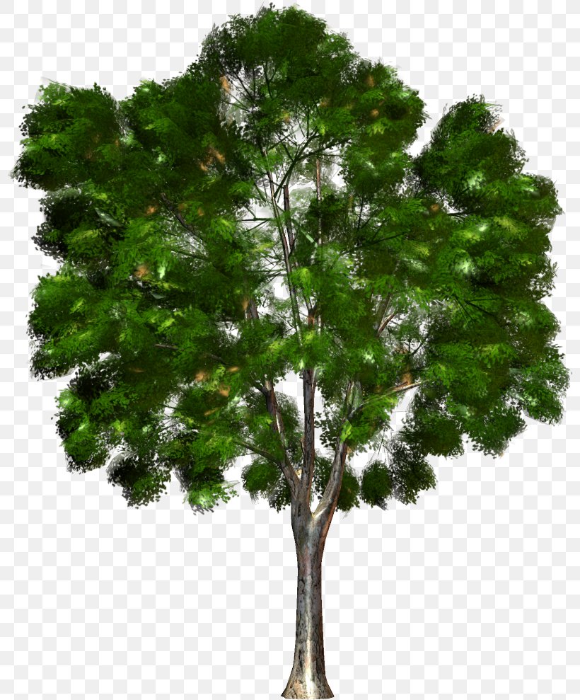 Tree Forest Kinoteatr Art Clip Art, PNG, 800x989px, Tree, Branch, Conifer, Evergreen, Forest Download Free