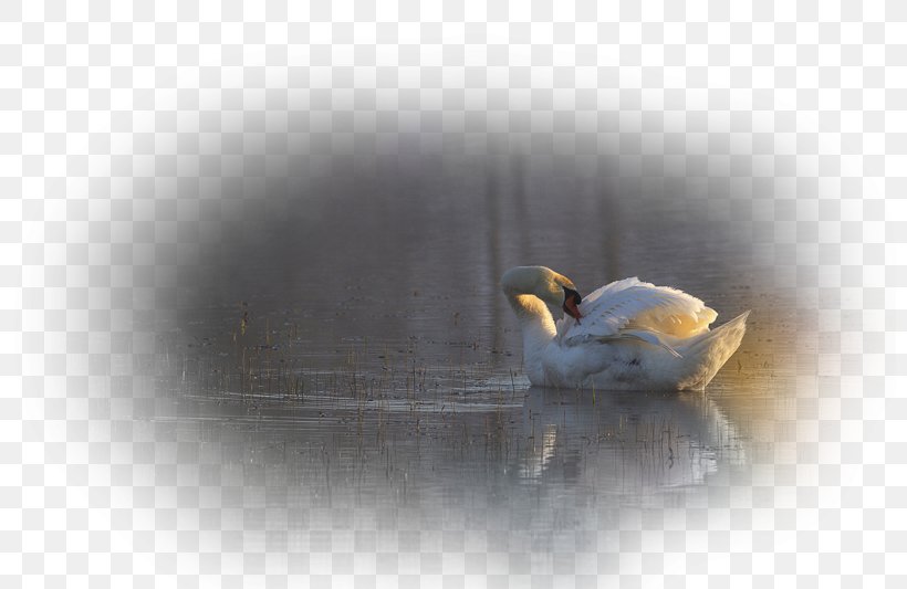 Beak Goose Cygnini Duck Bird, PNG, 800x533px, Beak, Anatidae, Bird, Computer, Cygnini Download Free