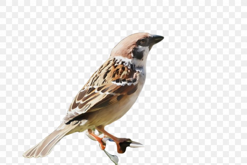 Bird Sparrow House Sparrow Beak Finch, PNG, 2448x1632px, Watercolor, Beak, Bird, Brambling, Emberizidae Download Free