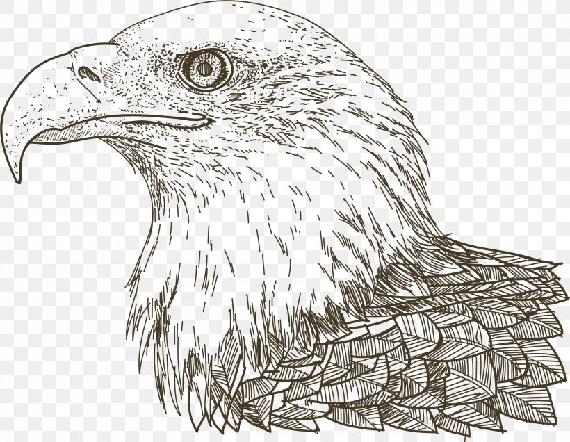 Euclidean Vector Drawing Eagle, PNG, 2260x1754px, Drawing, Accipitriformes, Bald Eagle, Beak, Bird Download Free
