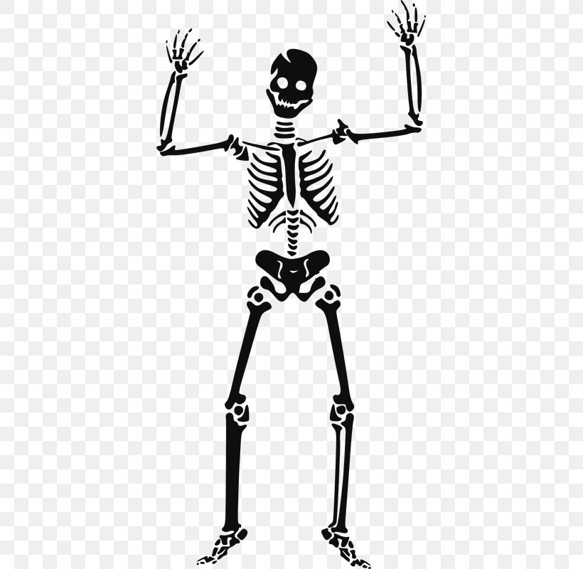 Human Skeleton Clip Art, PNG, 379x800px, Skeleton, Area, Art, Black And White, Bone Download Free