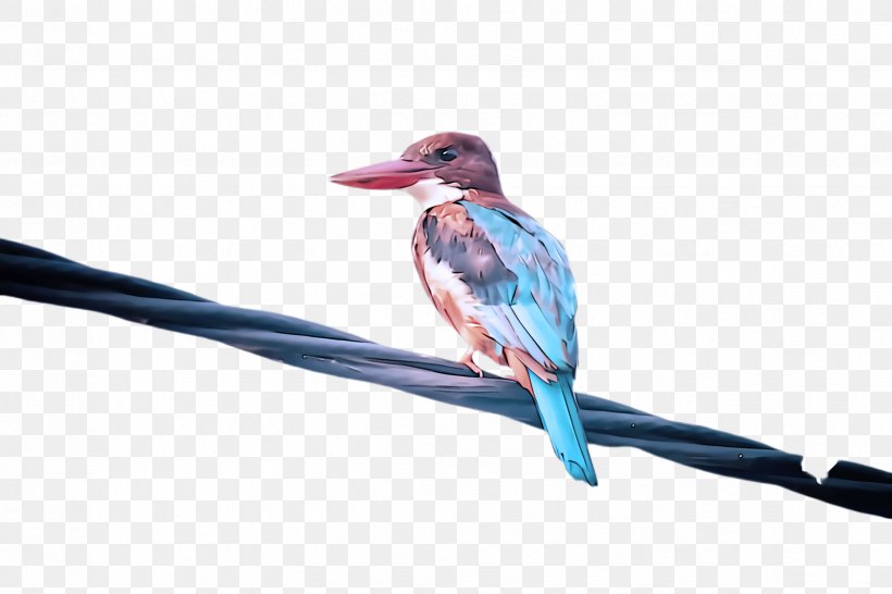 Hummingbird, PNG, 2448x1632px, Bird, Beak, Coraciiformes, Hummingbird Download Free
