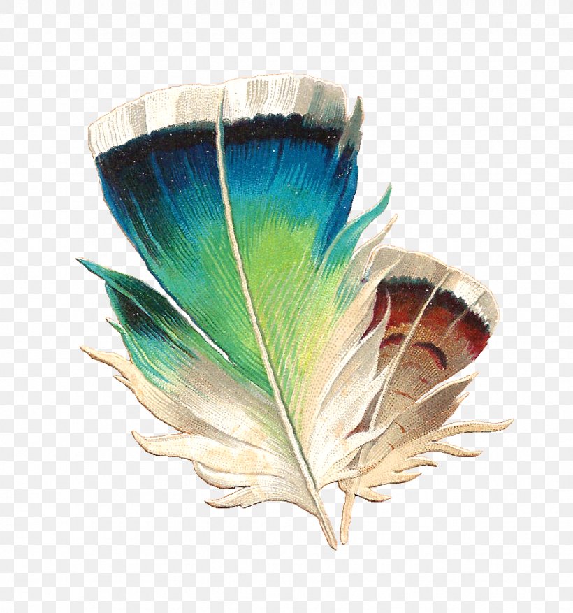 Lovebird Feather Clip Art, PNG, 925x990px, Bird, Animal, Art, Bird Nest, Color Download Free