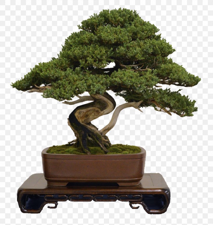 National Bonsai Foundation Houseplant Wire Tree, PNG, 1000x1056px, National Bonsai Foundation, Bonsai, Compliment, Exhibition, Flowerpot Download Free