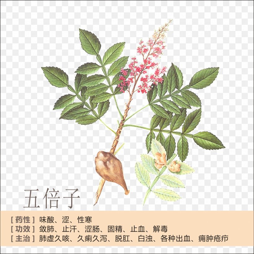 Tea China Rhus Chinensis Gallic Acid, PNG, 1505x1505px, Tea, Alibabacom, Anacardiaceae, Branch, China Download Free