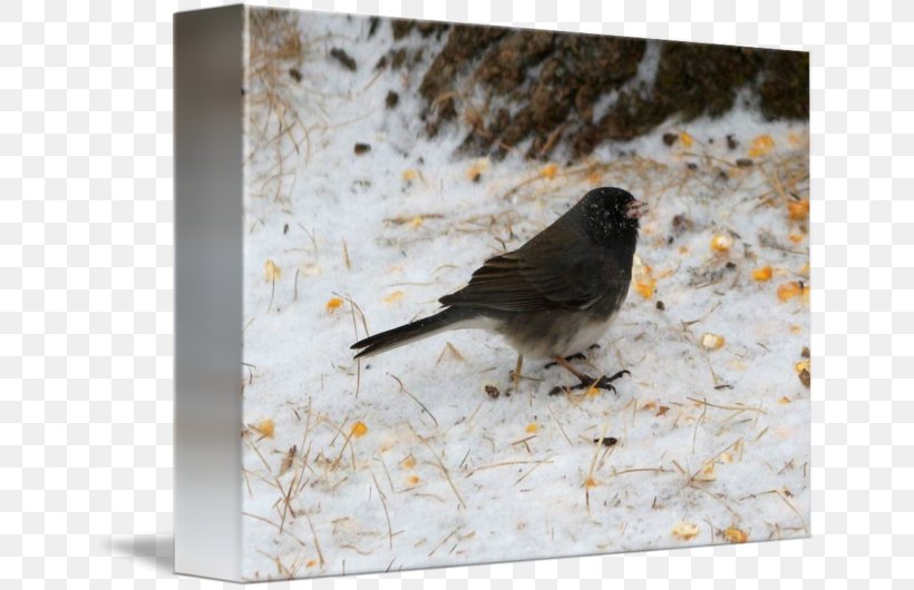 Finch Wren Dark-eyed Junco Fauna Beak, PNG, 650x530px, Finch, Beak, Bird, Darkeyed Junco, Emberizidae Download Free