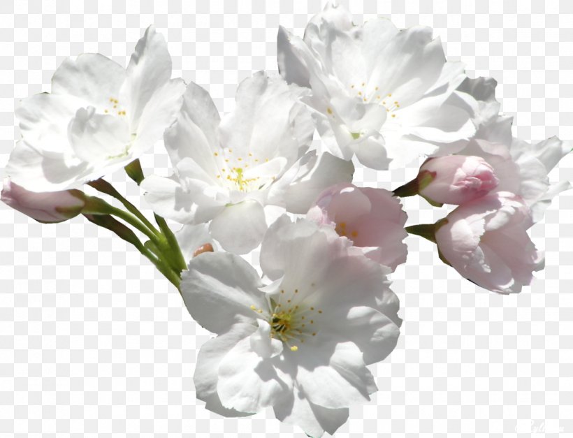 Flower White Color Violet Lilac, PNG, 1135x868px, Flower, Blossom, Boat Orchid, Branch, Cherry Blossom Download Free