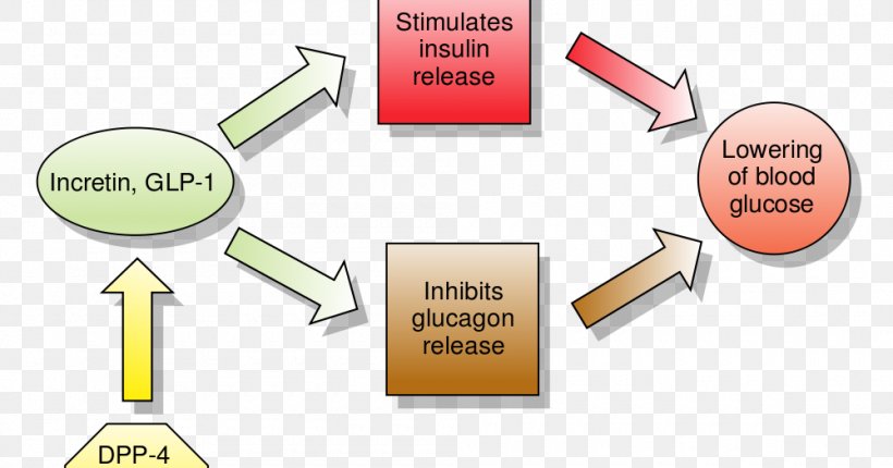 Glucagon-like Peptide-1 Receptor Agonist Incretin Anti-diabetic Medication, PNG, 1000x525px, Glucagonlike Peptide1, Agonist, Antidiabetic Medication, Area, Brand Download Free